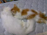 Snow White &amp; Peter - Domestic Long Hair + Calico Cat