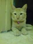 Lusi - Domestic Medium Hair Cat