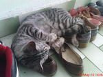 I love to sleep at her shoes.. 