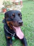 Handsome Lost In Tmn.century, Jb - Rottweiler Dog