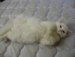 Snow White  - Domestic Long Hair Cat