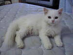 Snow White  - Domestic Long Hair Cat