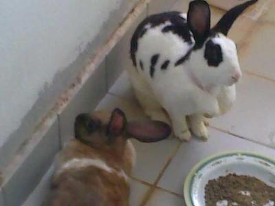 PF15489 - Bunny Rabbit Rabbit