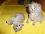 Xmas  Kittens - British Shorthair Cat