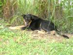 Cheekies - Labrador Retriever Mix Dog