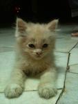 Barney - Persian Cat