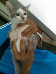 Toby - Oriental Short Hair Cat