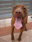Pitbull Terrier - Mini - Pit Bull Terrier Dog