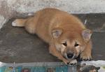 Shiba Inu - Shiba Inu Dog