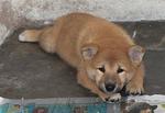 Shiba Inu - Shiba Inu Dog