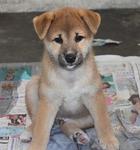 Shiba Inu - Shiba Inu Dog