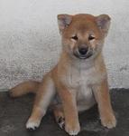 Shiba Inu - Shiba Inu Dog