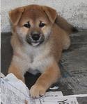 Shiba Inu - Shiba Inu Dog