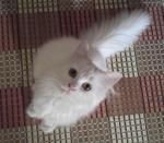 Putihh - Persian Cat