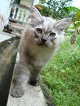 Ratna Dewi - Birman + Persian Cat