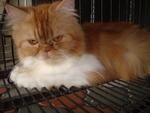 Blondie - Persian Cat