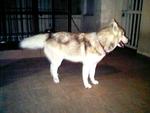 Ice Lost In Pusat Bandar Puchong - Siberian Husky Dog