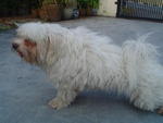 Chewy - Maltese Dog