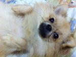 Hime - Pomeranian Dog