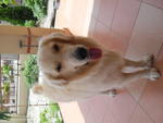 Louis - Golden Retriever Dog