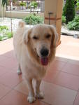 Louis - Golden Retriever Dog