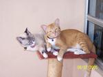 Puteh &amp; Oyen - Siamese Cat