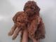 Toy Poodle - Poodle Dog