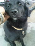 Poni - Black Labrador Retriever Dog