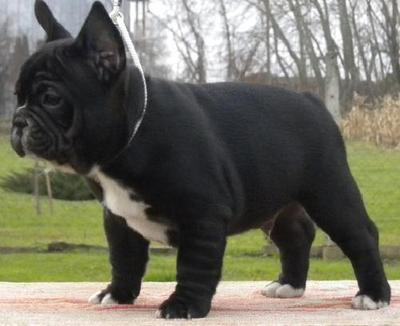 Beamer - French Bulldog Dog