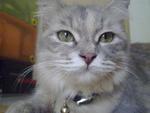 Meeky - Persian + Domestic Long Hair Cat