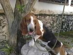 Shin Shin - Basset Hound Dog