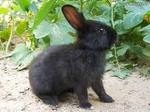 Black Rabbit - Bunny Rabbit Rabbit