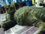 Lili - Persian + Oriental Tabby Cat