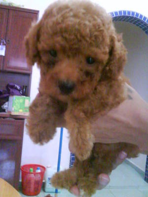 Cute 100% Home Breed Toy Poodle  - Poodle Dog