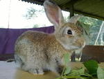 Local Bunny - Bunny Rabbit Rabbit