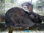 Local Bunny - Bunny Rabbit Rabbit