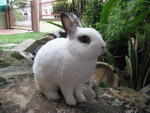 Kiko&amp;kiki - Netherland Dwarf Rabbit