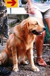 Jojo Lost In Tmn.desa Orkid, Cheras - Golden Retriever Dog