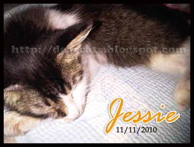 Jessie - Domestic Medium Hair + Munchkin Cat