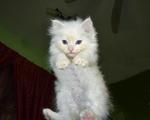 Snowbell @ Bella - Domestic Long Hair Cat