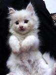 Snowbell @ Bella - Domestic Long Hair Cat