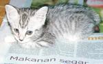 PF16770 - Persian + Domestic Short Hair Cat
