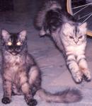PF16770 - Persian + Domestic Short Hair Cat