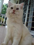 Muyeng - Birman + Persian Cat