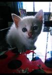 Meoww - Tabby Cat