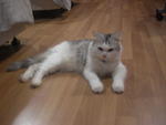 Tomi - Persian Cat