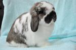 Imported Hl For Sale - Holland Lop Rabbit
