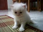 Putih Jr. - Persian Cat