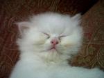 Putih Jr. - Persian Cat