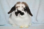 Imported Hl Available - Holland Lop Rabbit